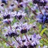 Salvia Clevelandii Live Plant - Blue Purple Cleveland Sage 12" Tall - Image 1
