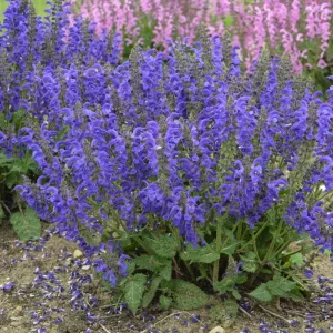 Salvia 'Evening Attire' Perennial Live Plant – Deep Blue Flowers - Image 2