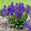 Salvia 'Evening Attire' Perennial Live Plant – Deep Blue Flowers - Image 1