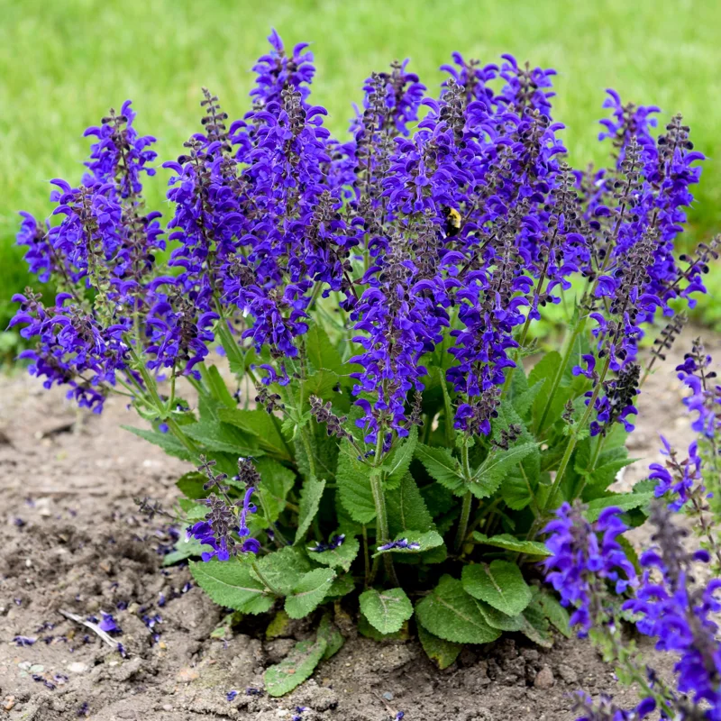 Salvia 'Evening Attire' Perennial Live Plant – Deep Blue Flowers - Image 1