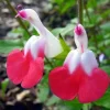 Salvia Hot Lips Plant Cuttings - Red & White Baby Sage - 7 Live 6" Cuttings - Image 1