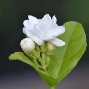 Sambac Jasmine Live Plant – Fragrant White Flowers, 3.5 Inch Pot, 4-6 Inches Tall - Image 2