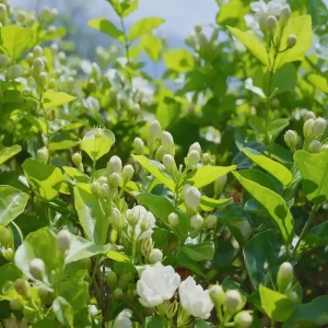 Sambac Jasmine Live Plant – Fragrant White Flowers, 3.5 Inch Pot, 4-6 Inches Tall - Image 3