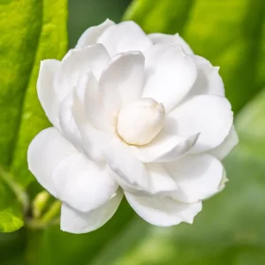 Sambac Jasmine Live Plant – Fragrant White Flowers, 3.5 Inch Pot, 4-6 Inches Tall - Image 4