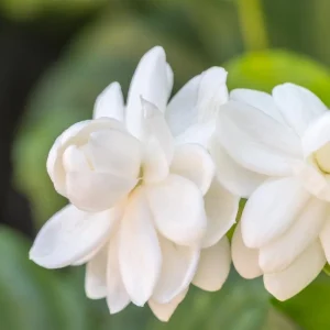 Sambac Jasmine Live Plant – Fragrant White Flowers, 3.5 Inch Pot, 4-6 Inches Tall - Image 5
