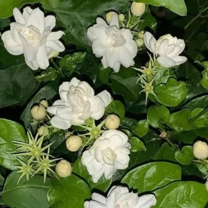 Sambac Jasmine Live Plant – Fragrant White Flowers, 3.5 Inch Pot, 4-6 Inches Tall - Image 6
