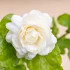 Sambac Jasmine Live Plant – Fragrant White Flowers, 3.5 Inch Pot, 4-6 Inches Tall - Image 1