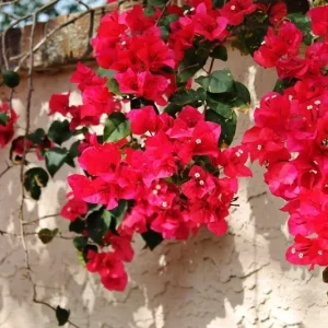 San Diego Red Bougainvillea Live Plant - Vibrant Outdoor Climber - Image 4