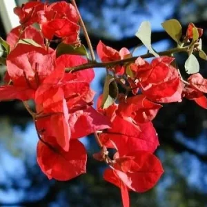 San Diego Red Bougainvillea Live Plant - Vibrant Outdoor Climber - Image 5