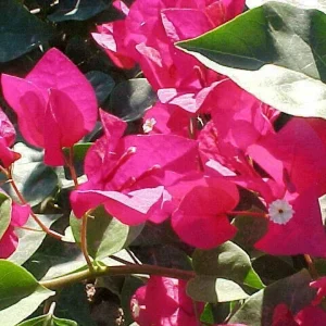 San Diego Red Bougainvillea Live Plant - Vibrant Outdoor Climber - Image 7