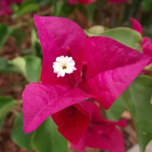 San Diego Red Bougainvillea Live Plant - Vibrant Outdoor Climber - Image 8