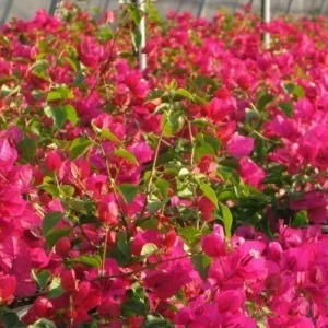 San Diego Red Bougainvillea Live Plant - Vibrant Outdoor Climber - Image 9