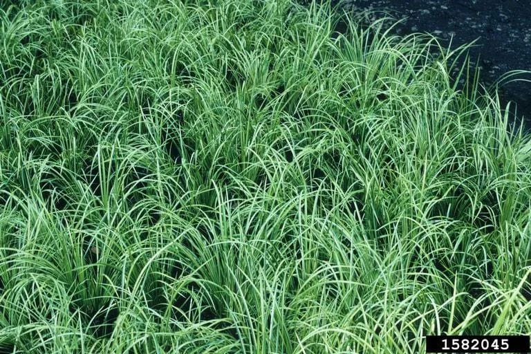 Sand Sedge Live Plant - Carex perdentata, 1 Gallon Container, Outdoor - Image 2