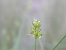 Sand Sedge Live Plant - Carex perdentata, 1 Gallon Container, Outdoor - Image 3
