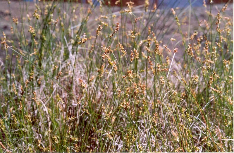 Sand Sedge Live Plant - Carex perdentata, 1 Gallon Container, Outdoor - Image 1