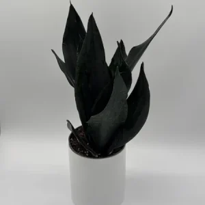 Sansevieria 'Black Dragon' Snake Plant – 6" Potted Live Indoor Plant - Image 2