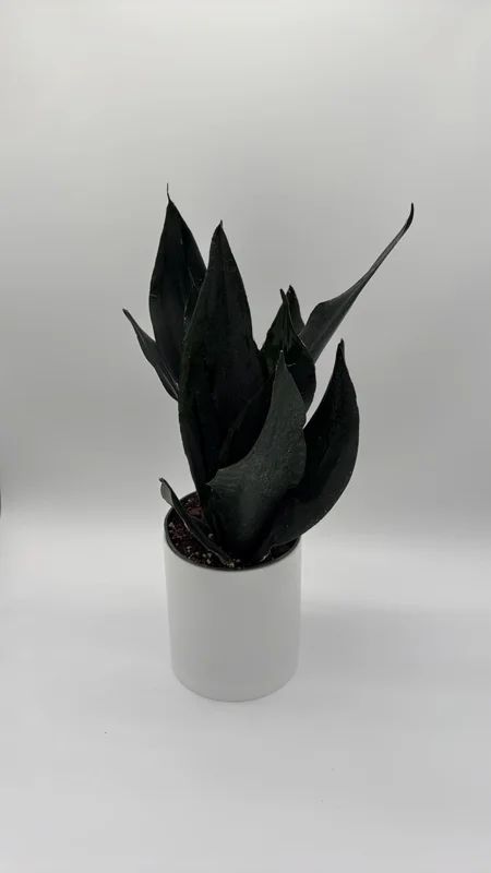 Sansevieria 'Black Dragon' Snake Plant – 6" Potted Live Indoor Plant - Image 2
