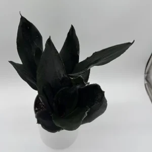 Sansevieria 'Black Dragon' Snake Plant – 6
