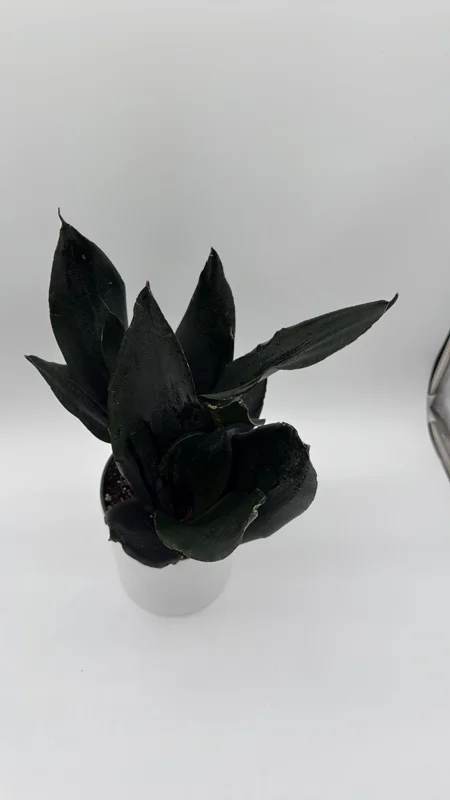 Sansevieria 'Black Dragon' Snake Plant – 6" Potted Live Indoor Plant - Image 3
