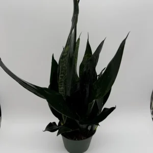 Sansevieria 'Black Dragon' Snake Plant – 6