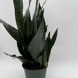 Sansevieria 'Black Dragon' Snake Plant – 6