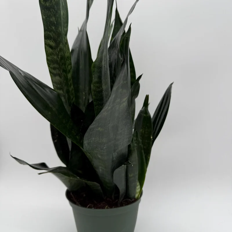Sansevieria 'Black Dragon' Snake Plant – 6" Potted Live Indoor Plant - Image 5
