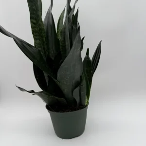 Sansevieria 'Black Dragon' Snake Plant – 6