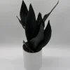 Sansevieria 'Black Dragon' Snake Plant – 6" Potted Live Indoor Plant - Image 1