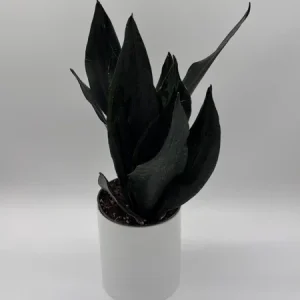 Sansevieria 'Black Dragon' Snake Plant – 6" Potted Live Indoor Plant - Image 1