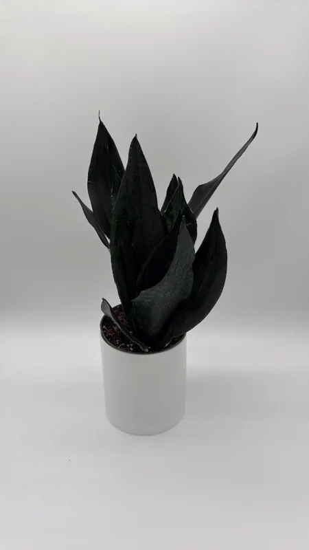 Sansevieria 'Black Dragon' Snake Plant – 6" Potted Live Indoor Plant - Image 1