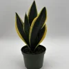 Sansevieria Black Gold Snake Plant - Variegated Live Houseplant in 6 inch Pot - Image 1