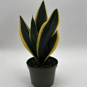 Sansevieria Black Gold Snake Plant - Variegated Live Houseplant in 6 inch Pot - Image 1