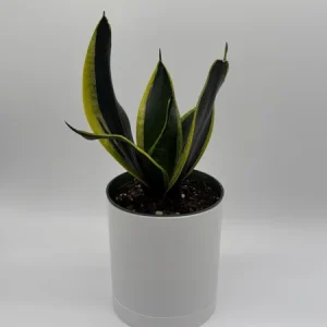 Sansevieria Black Gold Snake Plant - Variegated Live Houseplant in 6 inch Pot - Image 2