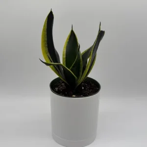 Sansevieria Black Gold Snake Plant - Variegated Live Houseplant in 6 inch Pot - Image 3