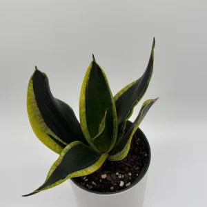 Sansevieria Black Gold Snake Plant - Variegated Live Houseplant in 6 inch Pot - Image 4