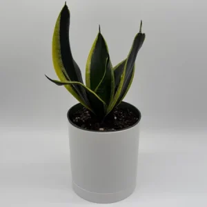 Sansevieria Black Gold Snake Plant - Variegated Live Houseplant in 6 inch Pot - Image 5