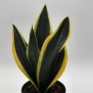 Sansevieria Black Gold Snake Plant - Variegated Live Houseplant in 6 inch Pot - Image 6