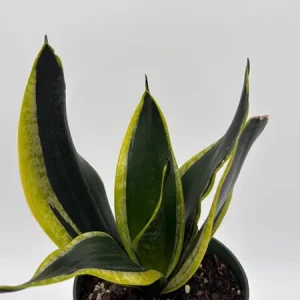 Sansevieria Black Gold Snake Plant - Variegated Live Houseplant in 6 inch Pot - Image 7
