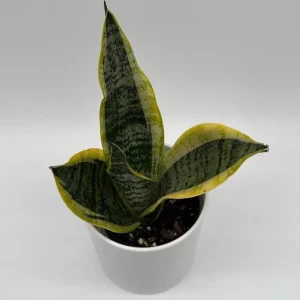 Sansevieria Futura Superba Live Plant – 4 inch Pot – Indoor Snake Plant - Image 2