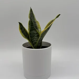 Sansevieria Futura Superba Live Plant – 4 inch Pot – Indoor Snake Plant - Image 3