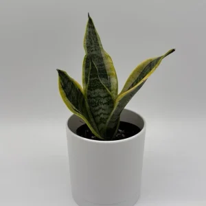 Sansevieria Futura Superba Live Plant – 4 inch Pot – Indoor Snake Plant - Image 4