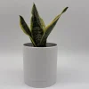 Sansevieria Futura Superba Live Plant – 4 inch Pot – Indoor Snake Plant - Image 1