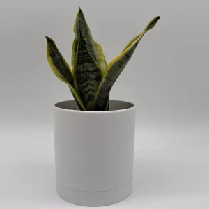 Sansevieria Futura Superba Live Plant – 4 inch Pot – Indoor Snake Plant - Image 1