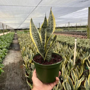 Sansevieria Futura Superba Snake Plant Live Houseplant in 6 inch Pot - Image 2