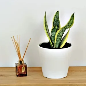 Sansevieria Futura Superba Snake Plant Live Houseplant - 4 inch Pot - Image 2