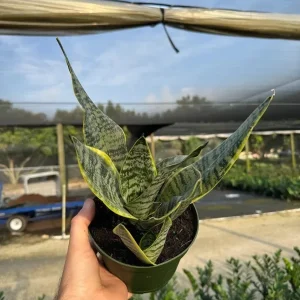 Sansevieria Futura Superba Snake Plant Live Houseplant in 6 inch Pot - Image 3