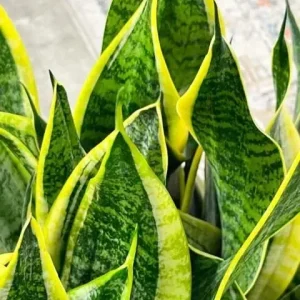 Sansevieria Futura Superba Snake Plant Live Houseplant - 4 inch Pot - Image 3