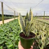 Sansevieria Futura Superba Snake Plant Live Houseplant in 6 inch Pot - Image 1