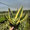 Sansevieria Futura Superba Snake Plant Live Houseplant - 4 inch Pot - Image 1