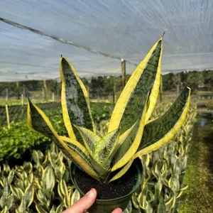 Sansevieria Futura Superba Snake Plant Live Houseplant - 4 inch Pot - Image 1